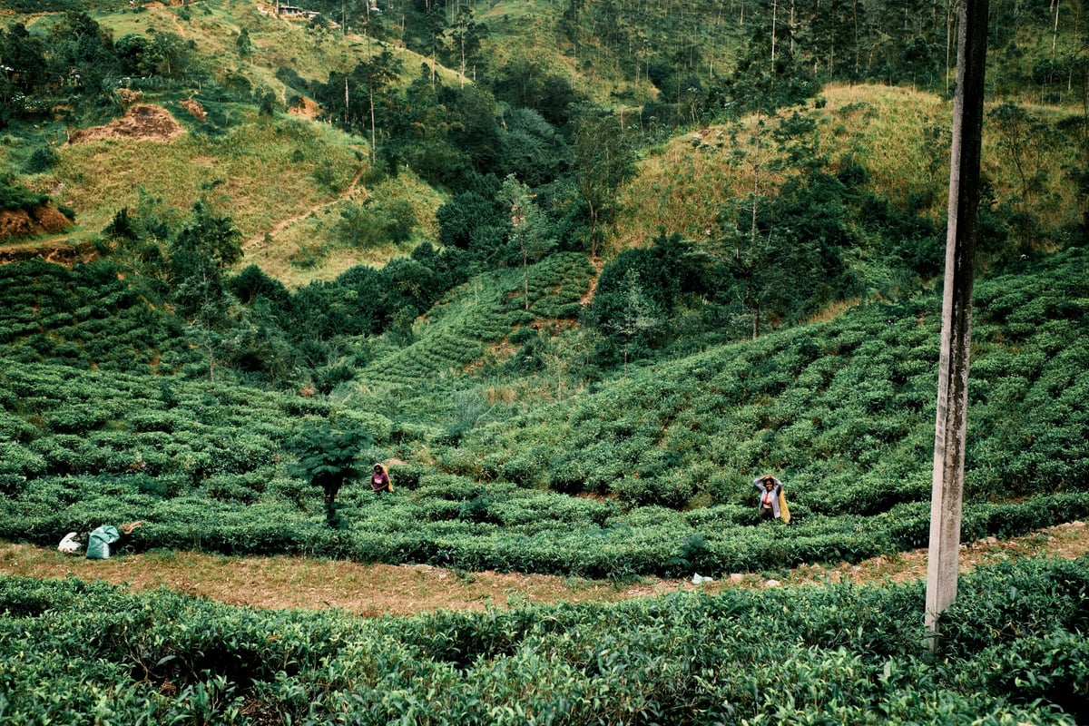 The Cost of Tea — Sri Lanka — frame